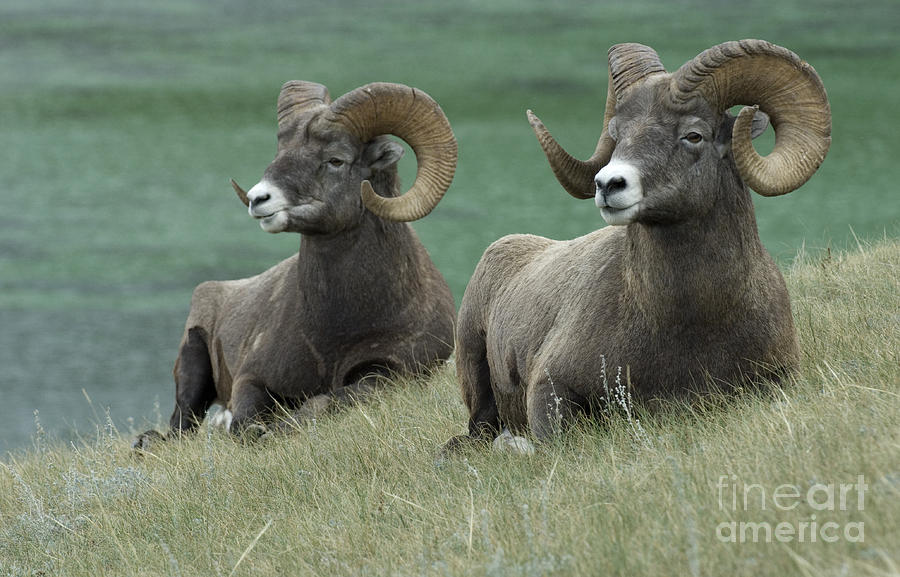 Nature Photograph - Big Horn Sheep 3 by Bob Christopher