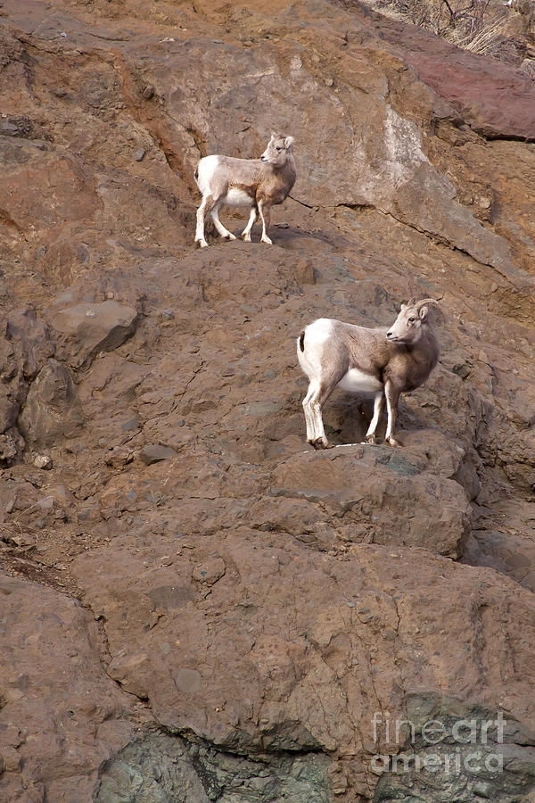 Big Horn Sheep  Ewe And Lamb   #4182 Photograph