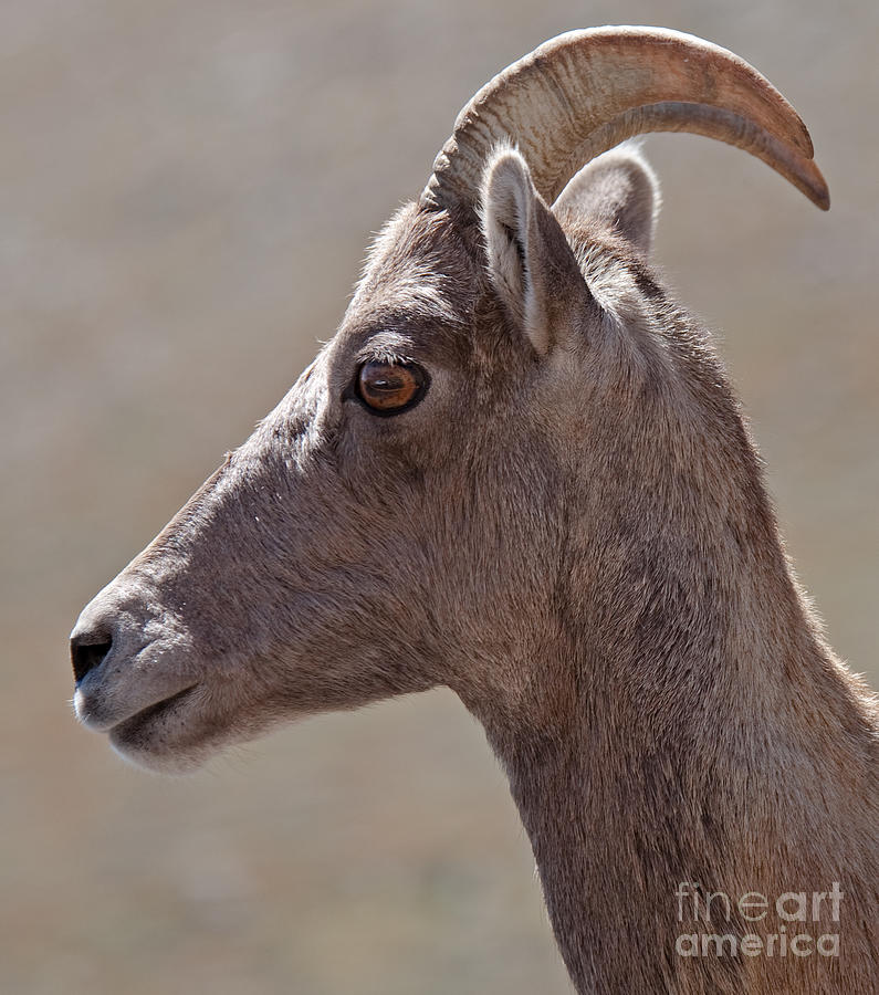 Big Horn Sheep Ewe Photograph by Fred Stearns
