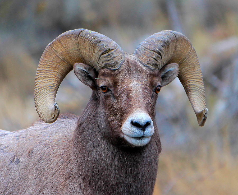 Big Horn Sheep Photograph by Floyd Tillery - Pixels