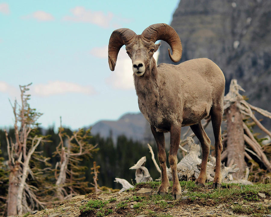 Big Horn Sheep, Glacier National Park Photograph by Michel Hersen ...