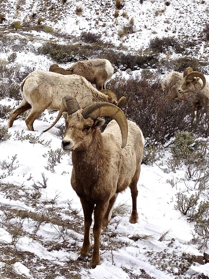 Big Horn Sheep in the Snow Photograph by Tisha Clinkenbeard - Fine Art ...