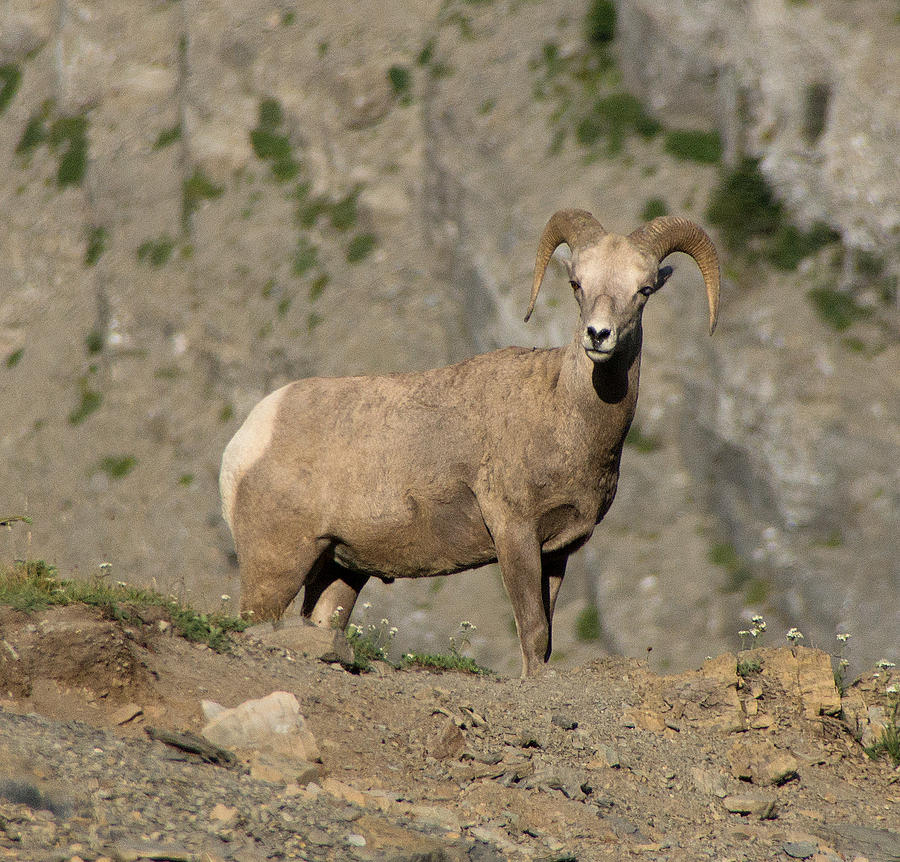 Big Horn Sheep Photograph by Jack Nevitt