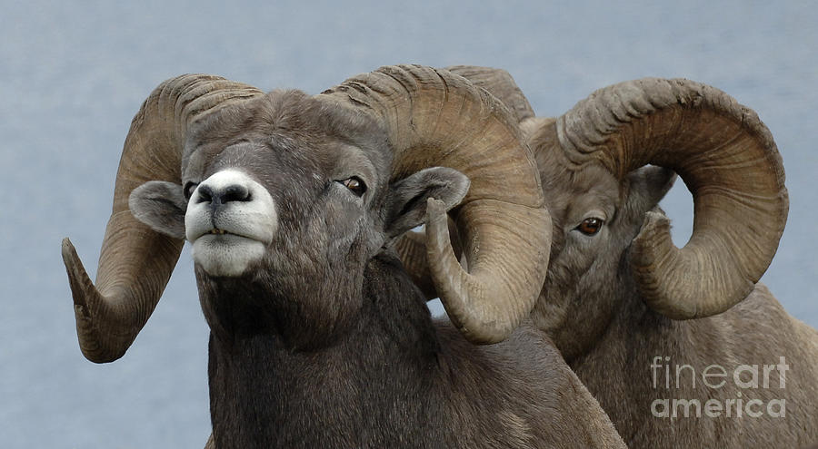 Big Horn Sheep Canada Photograph by Bob Christopher