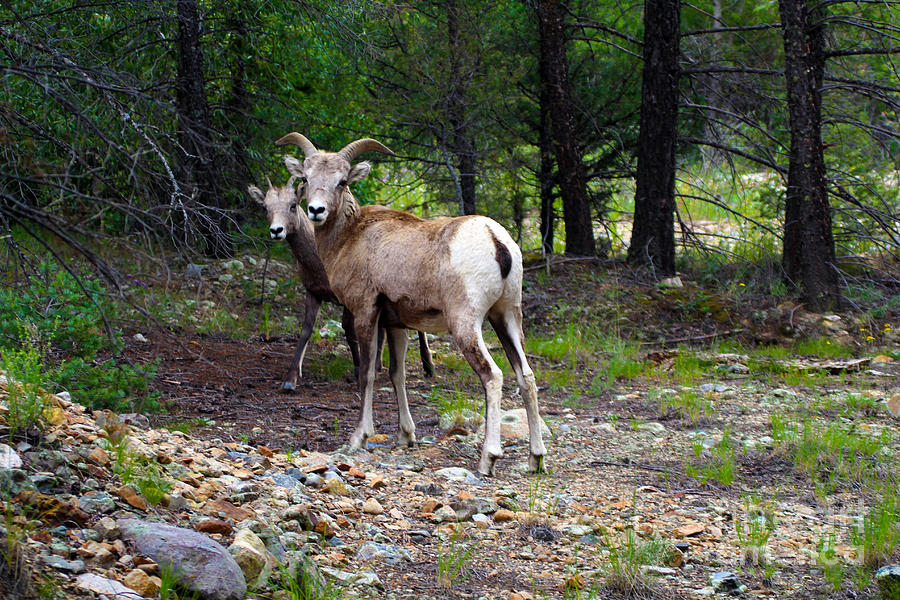 Big Horn Sheep Near Red River New Mexico Photograph by JD Smith