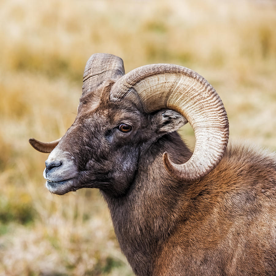 Big Horn Sheep Photograph by Paul Freidlund