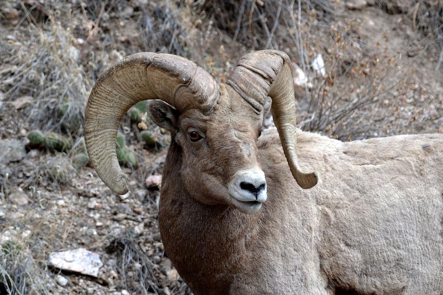 Big Horn Sheep Photograph by Rae Ann M Garrett