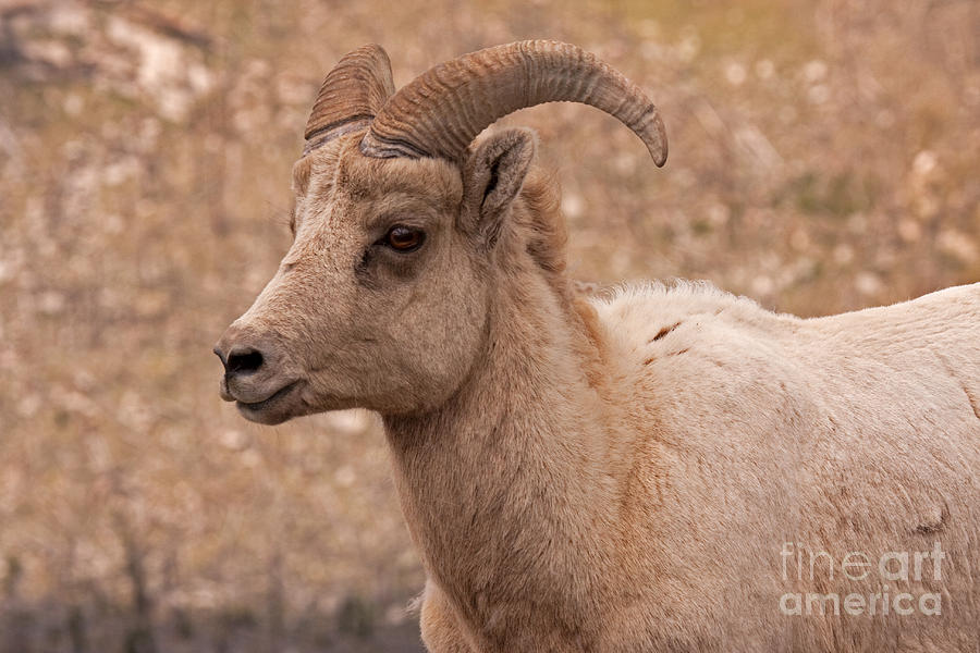 Big Horn Sheep Ram Photograph by Fred Stearns