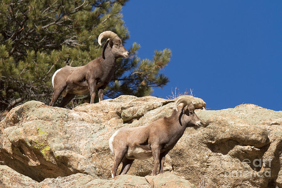 Big Horn Sheep Rams Photograph by Fred Stearns