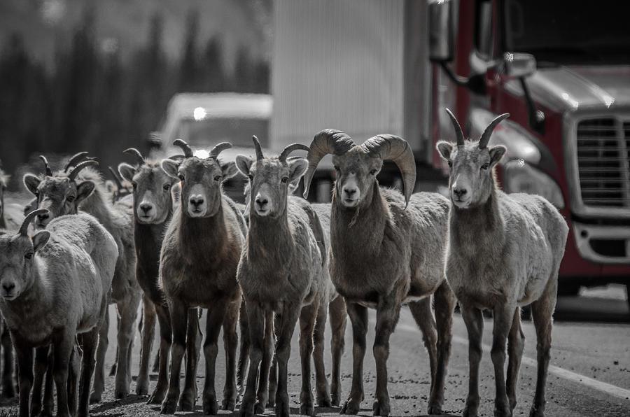 Big Horn Sheep Road Block Photograph by Roxy Hurtubise