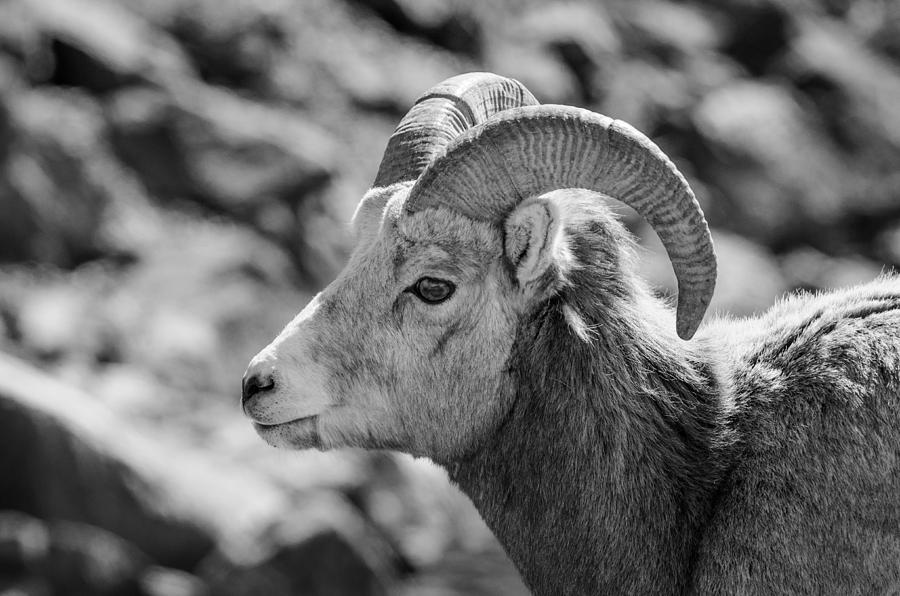 Big Horn Sheep Profile Photograph by Roxy Hurtubise