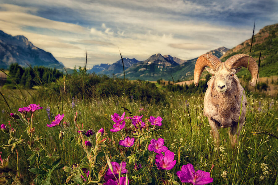 Big Horn Sheep Photograph by Tracy Munson