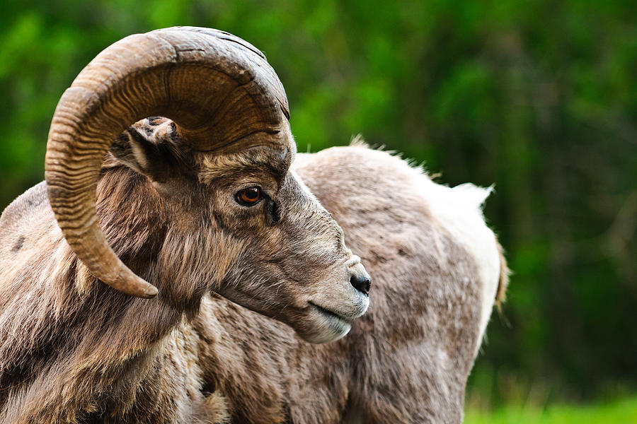 Big Horned Sheep Photograph by Brandon Smith - Fine Art America