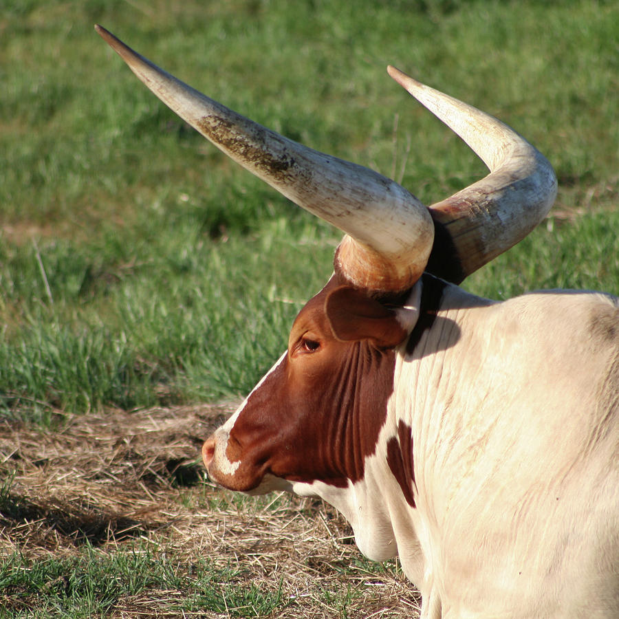 Big Horns Photograph by Art Block Collections