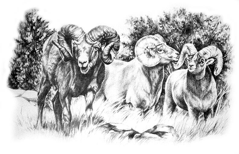 Animal Drawing - Big Horns by Jonni Hill
