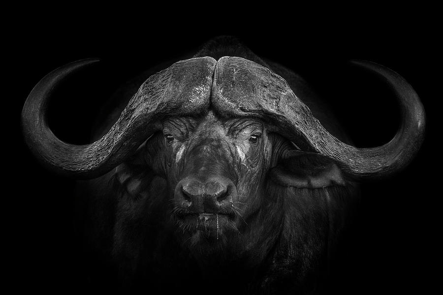 Buffalo Photograph - Big Horns by Mario Moreno