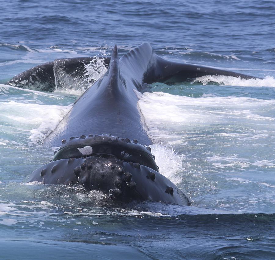 Big Humpback Photograph by Bill Zajac | Pixels