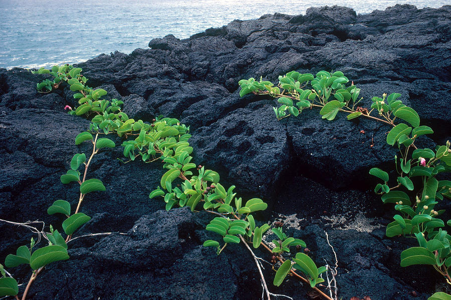Big Island Plants Growing In Lava Rock Photograph by Dale E. Boyer