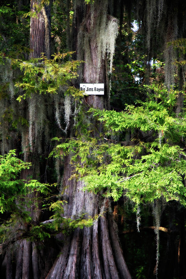 Tree Photograph - Big Jims Bayou by Lana Trussell