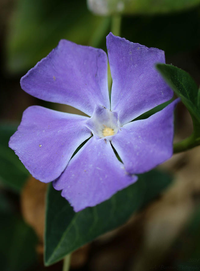 Big Leaf Periwinkle Photograph by Aaron Burrows