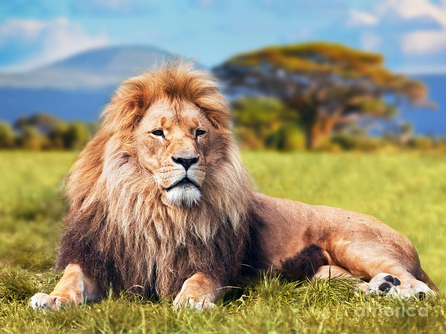Big lion lying on savannah grass Photograph by Michal Bednarek