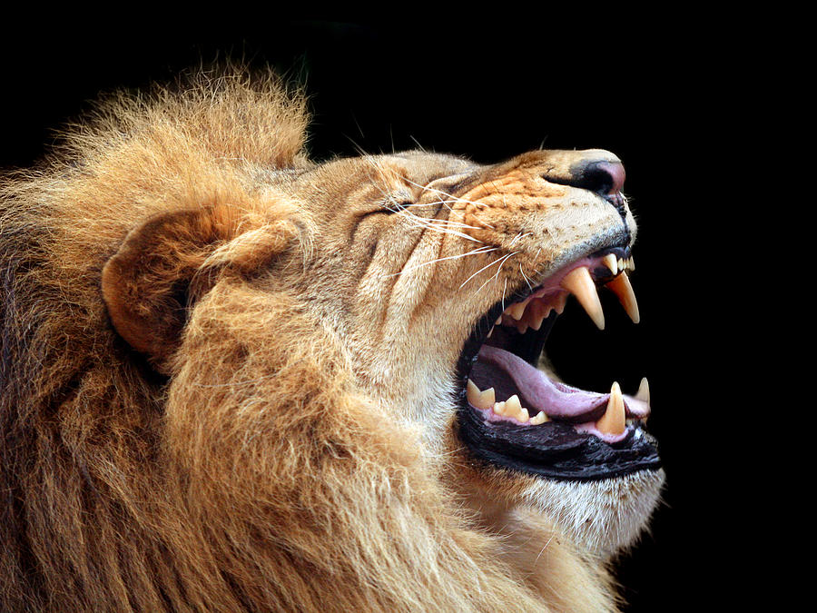 Big lion showing who is the king (focus on teeth) Photograph by Skynesher