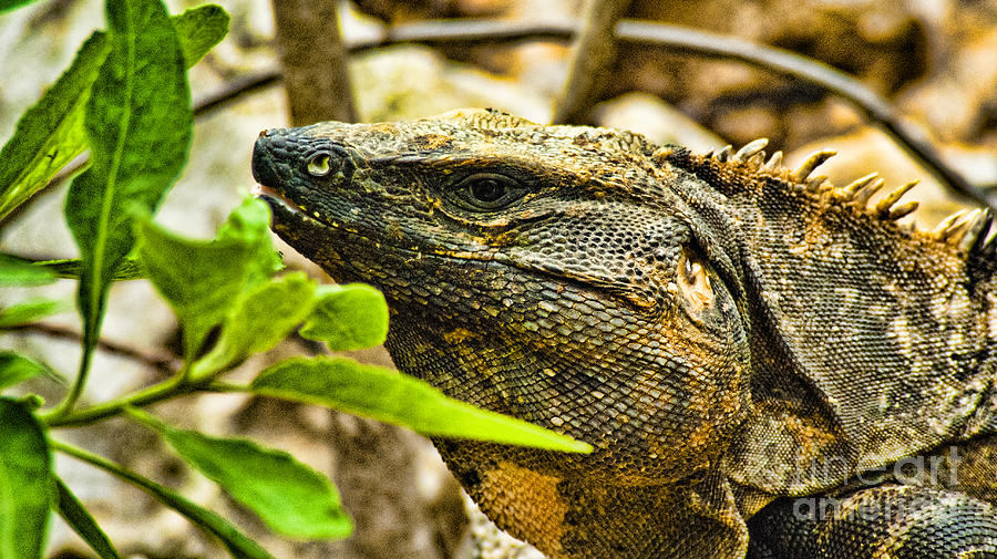 Mexico Photograph - Big Lizard by Brad Sharp
