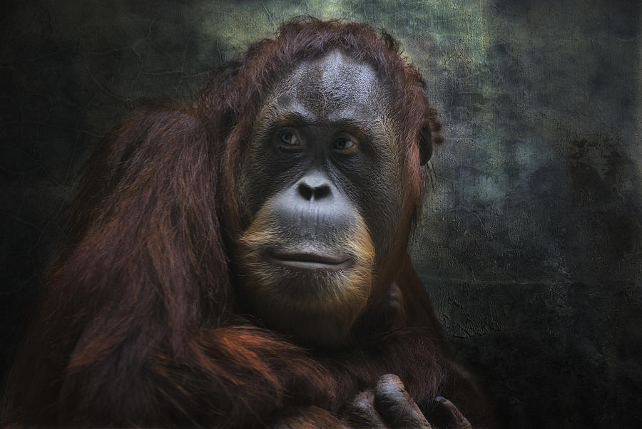 Wildlife Photograph - Big Mama by Joachim G Pinkawa
