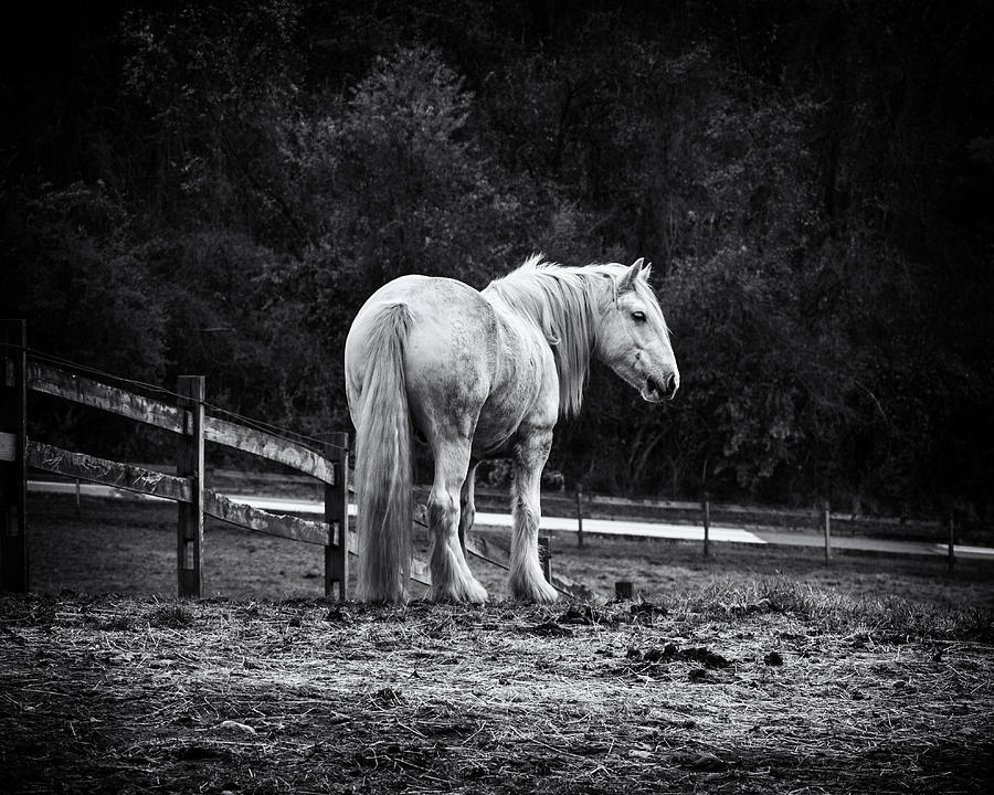 Horse Photograph - Big man by Rob Dietrich