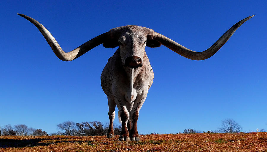 Texas Long Horn Photograph - Big Moe by Stuart Harrison