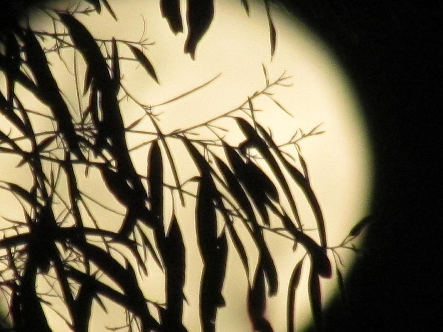 Big Moon To Hang In Living Room