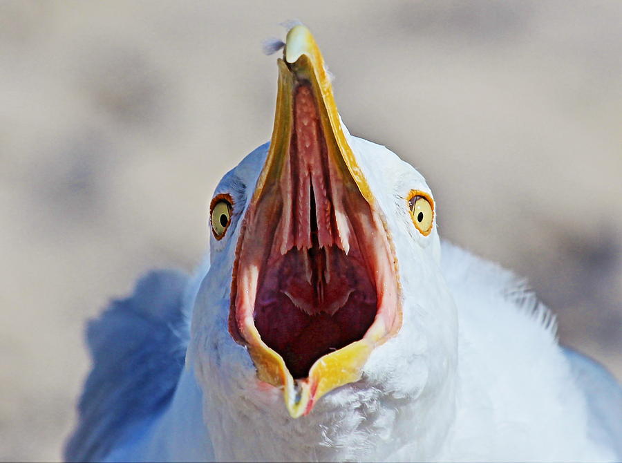 Seagull Photograph - Big Mouth by DVP Artography