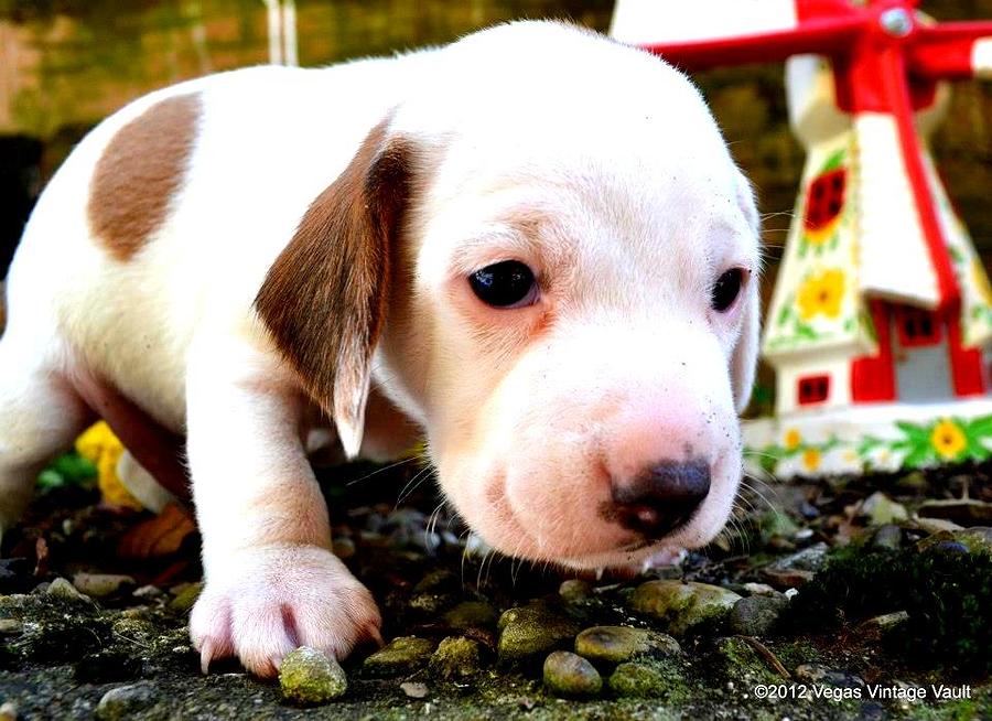 Dog with big store nose