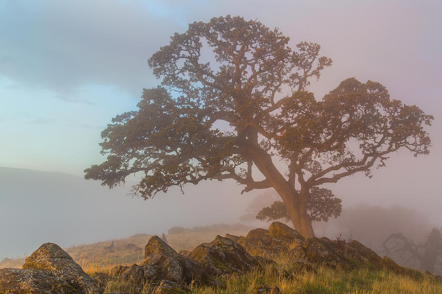 Big Oak in Fog Photograph by Marc Crumpler