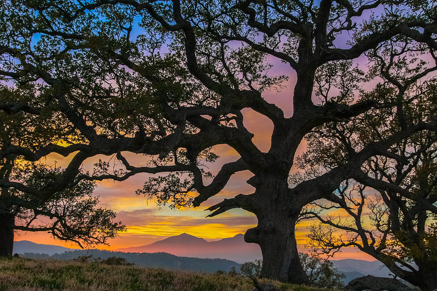 Sunset Photograph - Big Oak by Marc Crumpler