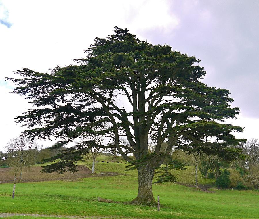 Big Ol' Tree Photograph By Trace 