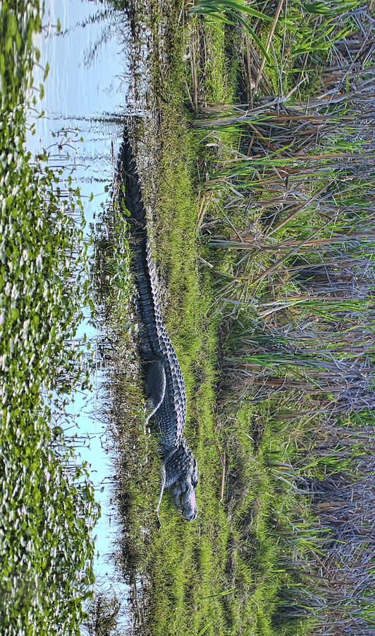 Big Old Gator Photograph by Gregory Scott