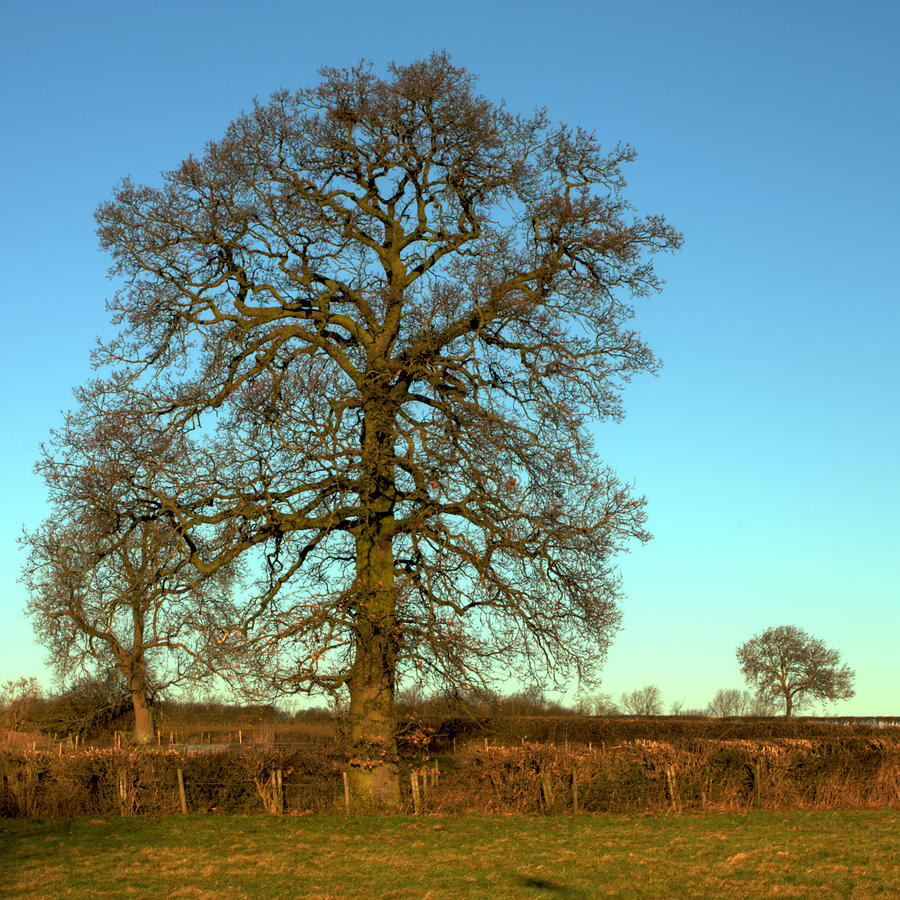 Big Old Tree Photograph by Jeremy Hayden