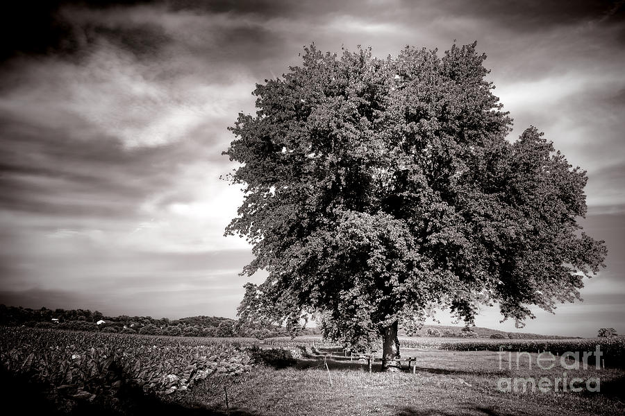 Big Old Tree Photograph by Olivier Le Queinec