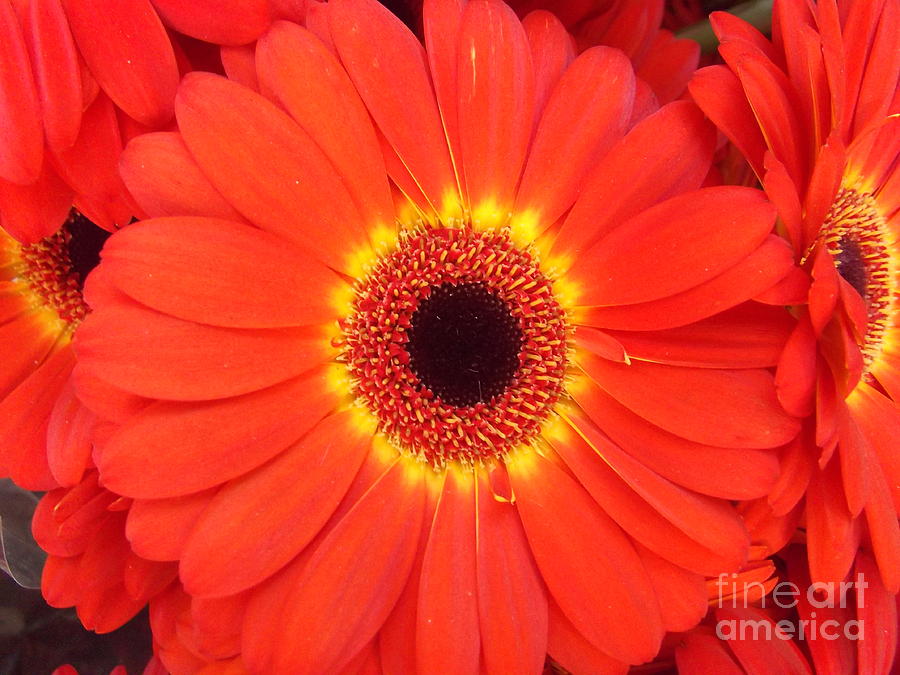 Big Orange Flower Gerbera Daisy Photograph By Miriam Danar