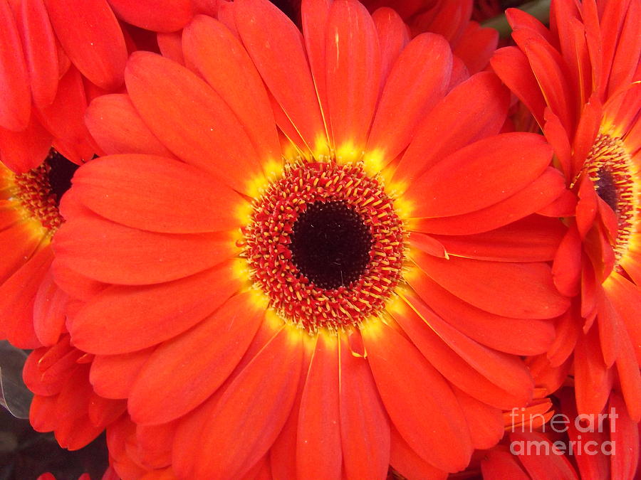 Big Orange Flower Gerbera Daisy Photograph by Miriam Danar