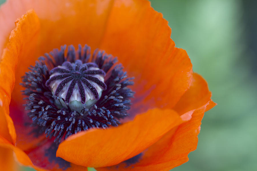 Poppy Photograph - Big Orange Poppy by Rebecca Cozart