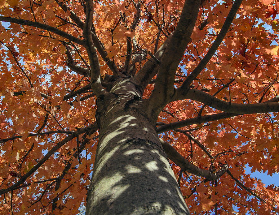 Big Orange Tree Photograph by Jim Culler | Pixels