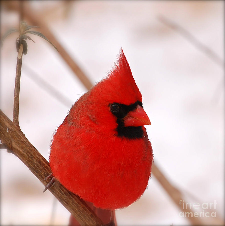 Big Red Cardinal Bird In Snow Photograph by Peggy Franz - Pixels