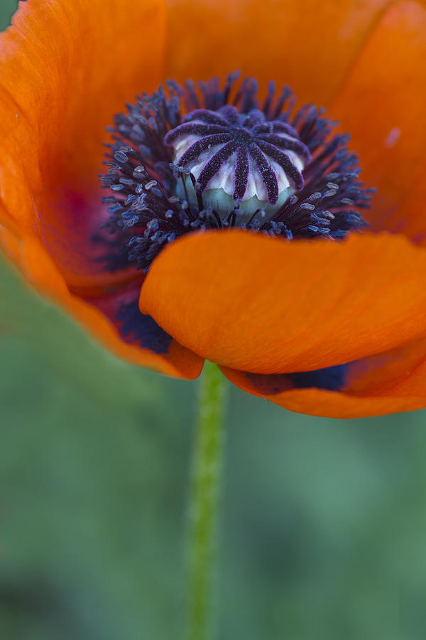 Big Red Poppy Photograph by Rebecca Cozart