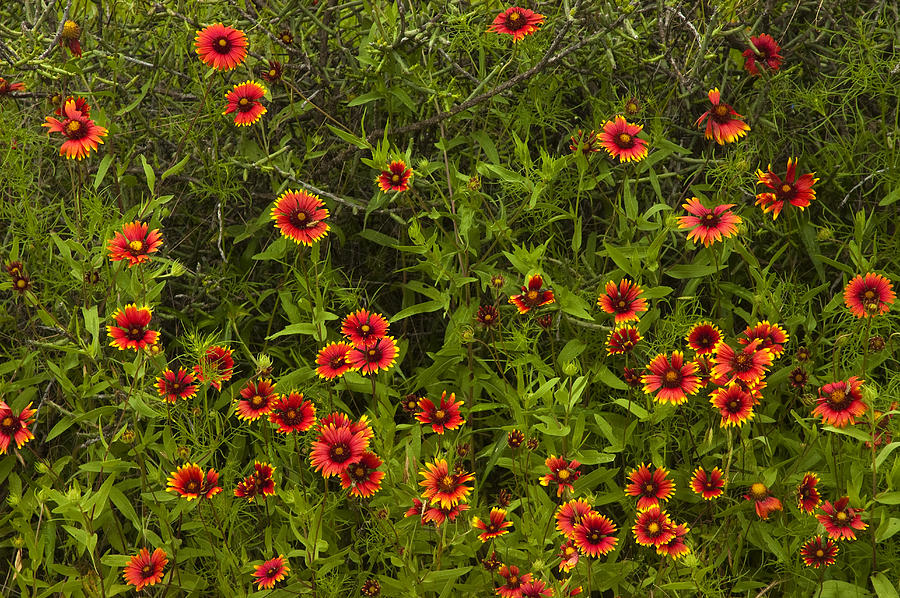 Wildflowers Photograph - Big Red by Robert Anschutz