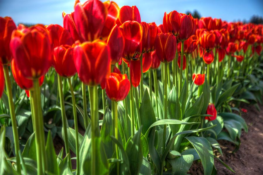Big Red Tulips Photograph by Spencer McDonald