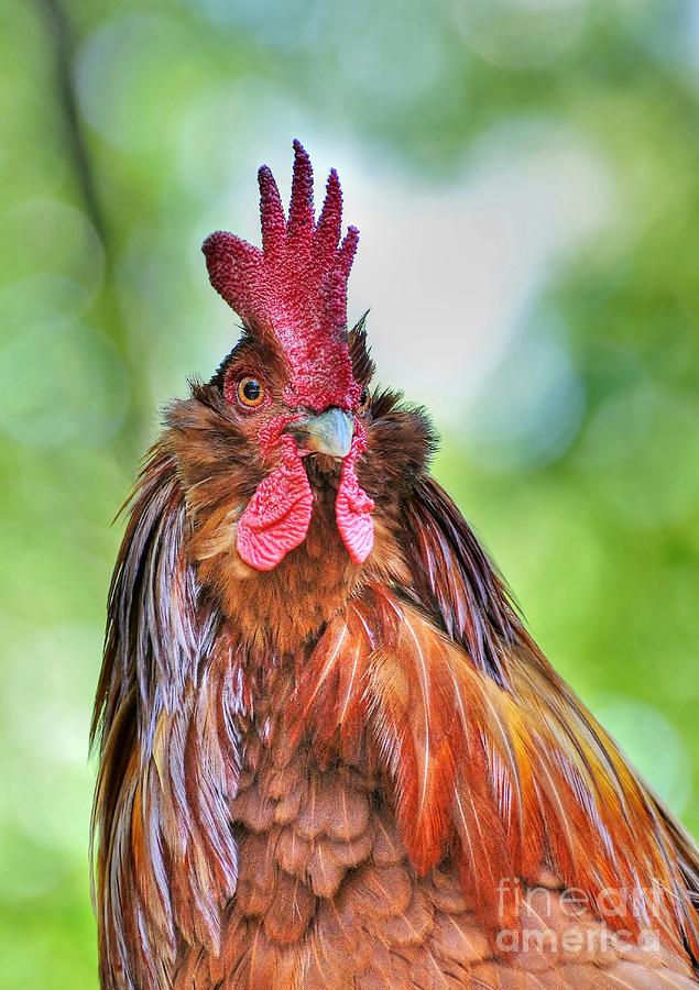 Big Rooster Photograph by Kathy Baccari