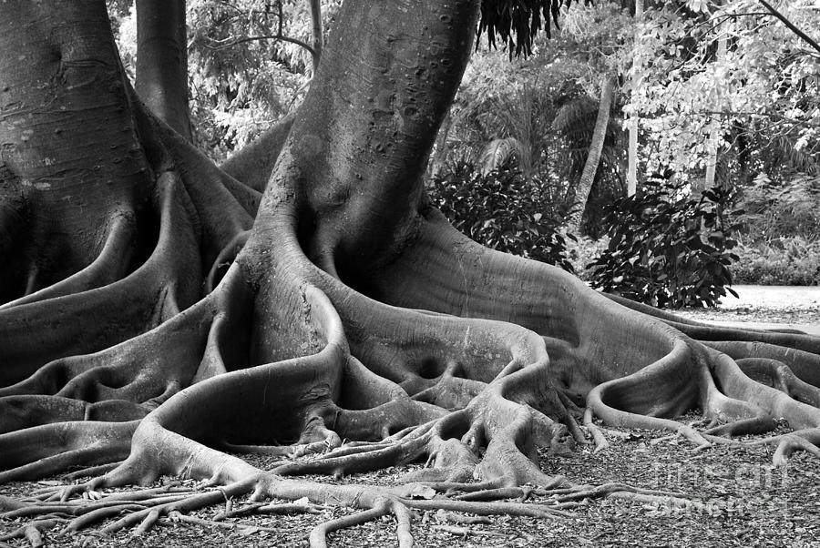 Big Roots Photograph