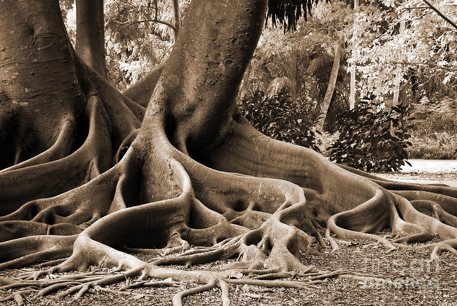 Big Sepia Roots Photograph by Judy Wolinsky